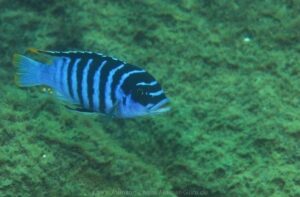 Metriaclima fainzilberi 'Luwino Reef'